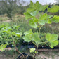 Red Jostaberry (Ribes x nidigrolaria)