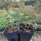 White Pearl Currant (Ribes rubrum 'White Pearl')