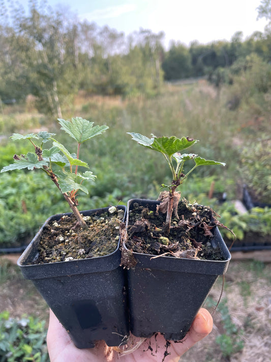 White Pearl Currant (Ribes rubrum 'White Pearl')