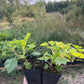 Ben Hope Black Currant (Ribes nigrum 'Ben Hope')