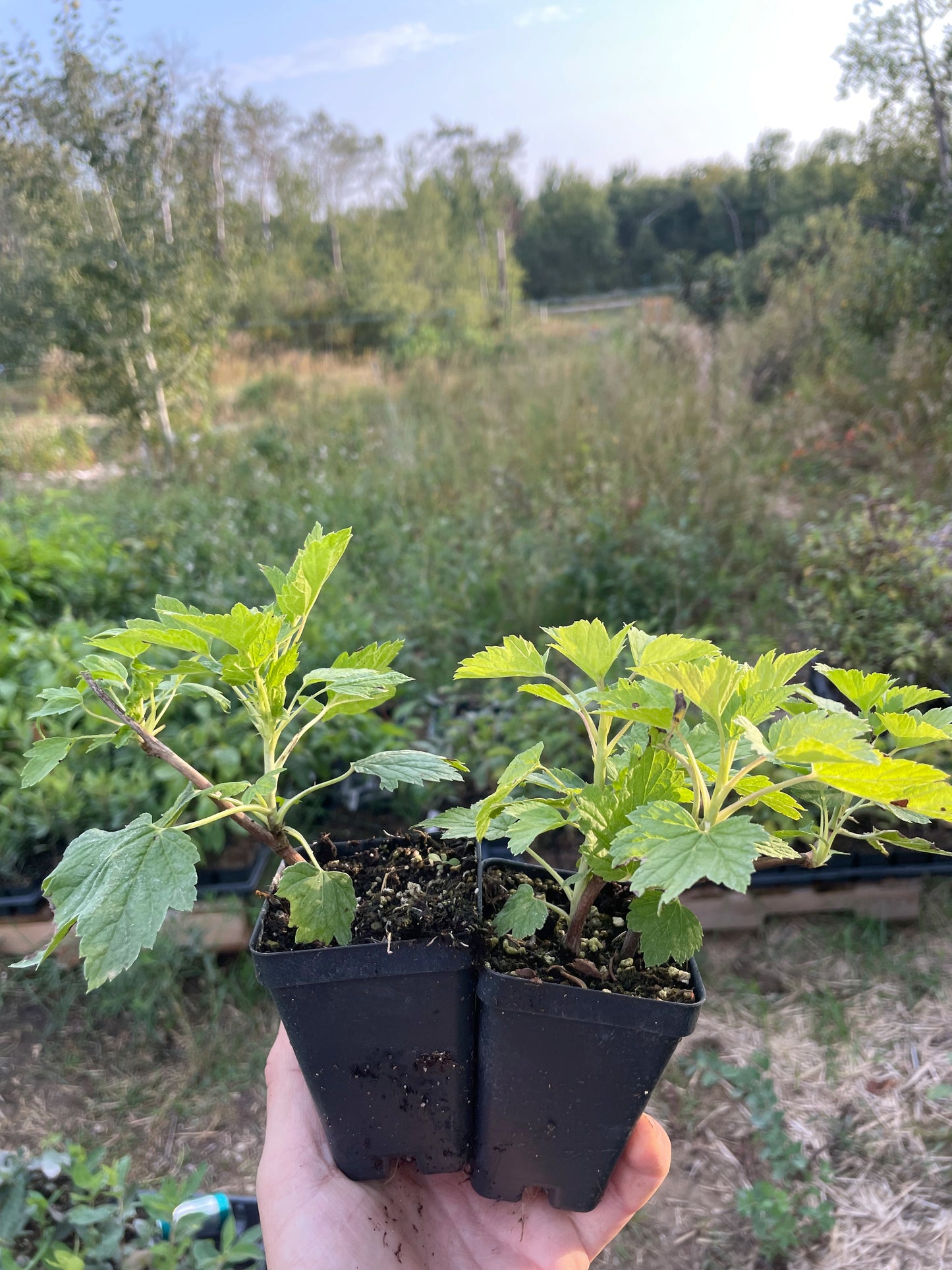 Ben Hope Black Currant (Ribes nigrum 'Ben Hope')