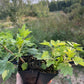 Ben Hope Black Currant (Ribes nigrum 'Ben Hope')