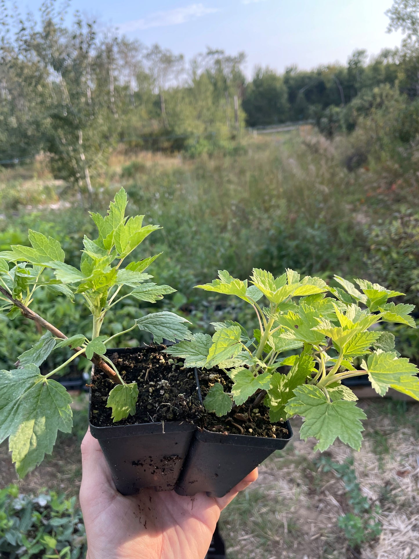 Ben Hope Black Currant (Ribes nigrum 'Ben Hope')