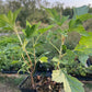 Ben Nevis Black Currant (Ribes nigrum 'Ben Nevis')