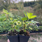 Ben Lomond Black Currant (Ribes nigrum 'Ben Lomond')