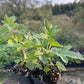 Ben Lomond Black Currant (Ribes nigrum 'Ben Lomond')