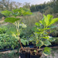 Grosella Negra Ben Connan (Ribes nigrum 'Ben Connan')