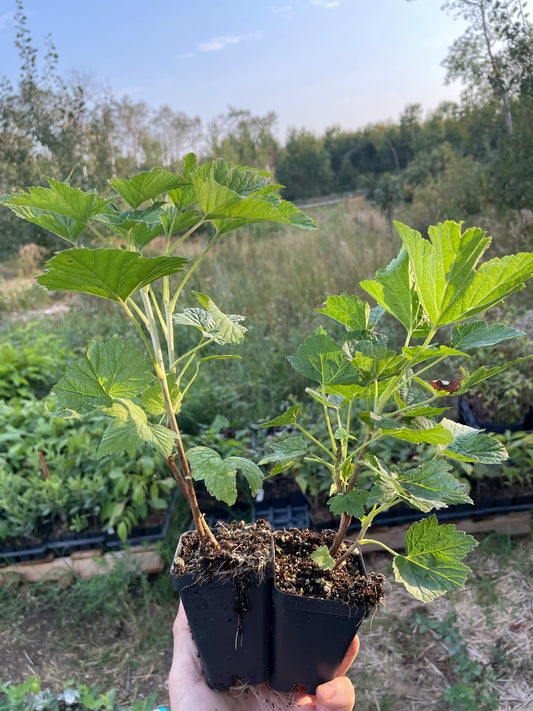 Ben Connan Black Currant (Ribes nigrum 'Ben Connan')