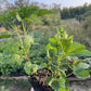 Grosella Negra Ben Connan (Ribes nigrum 'Ben Connan')