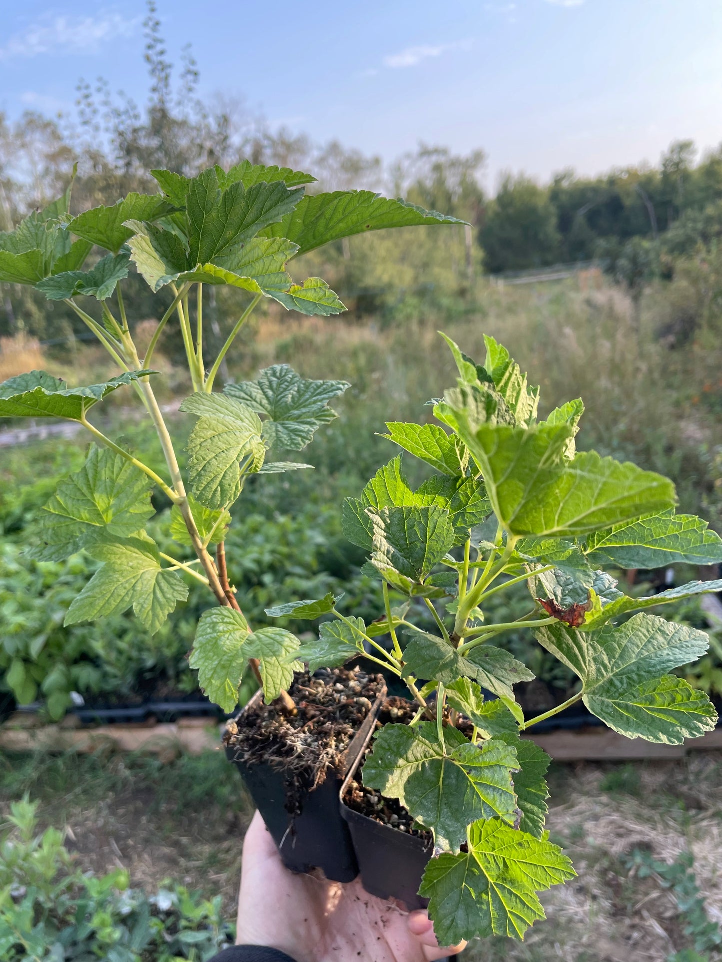 Ben Connan Black Currant (Ribes nigrum 'Ben Connan')