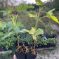 Wellington Black Currant (Ribes nigrum 'Wellington')
