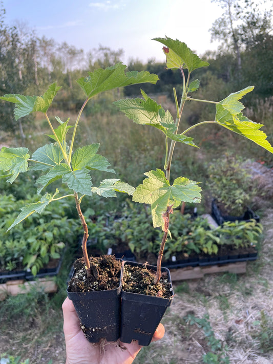 Wellington Black Currant (Ribes nigrum 'Wellington')