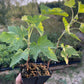 Wellington Black Currant (Ribes nigrum 'Wellington')