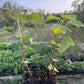 Cassis Titania (Ribes nigrum 'Titania')