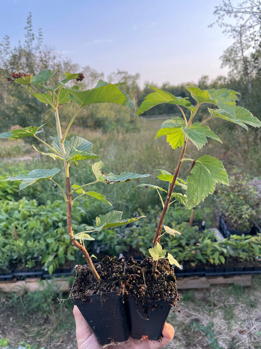 Titania Black Currant (Ribes nigrum 'Titania')