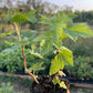 Cassis Titania (Ribes nigrum 'Titania')