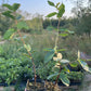 Berry Blue Haskap (Lonicera caerulea 'Berry Blue')