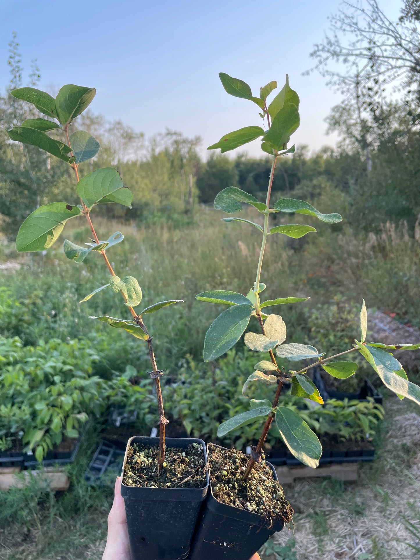 Berry Blue Haskap (Lonicera caerulea 'Berry Blue')