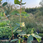 Berry Blue Haskap (Lonicera caerulea 'Berry Blue')