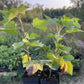 Laxton's Giant Black Currant (Ribes nigrum 'Laxton's Giant')