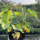 Laxton's Giant Black Currant (Ribes nigrum 'Laxton's Giant')