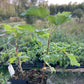 Swedish Black Currant (Ribes nigrum 'Swedish Black')
