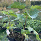 Swedish Black Currant (Ribes nigrum 'Swedish Black')