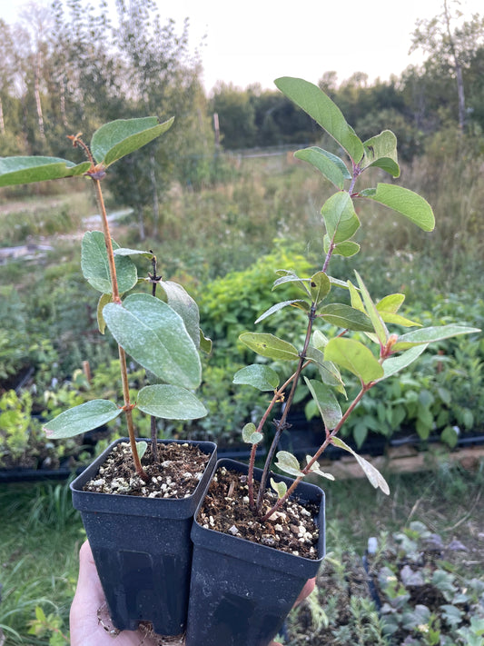 Polar Jewel Haskap (Lonicera caerulea 'Polar Jewel')