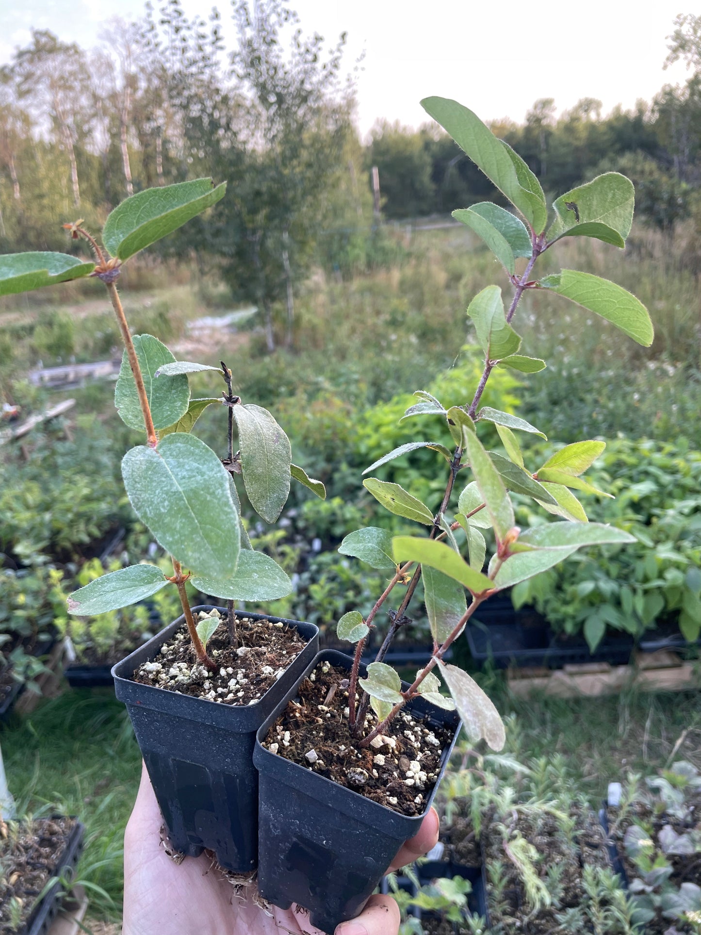 Polar Jewel Haskap (Lonicera caerulea 'Polar Jewel')