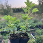 Gloire des Sablons Groseille Rose (Ribes rubrum 'Gloire des Sablons')
