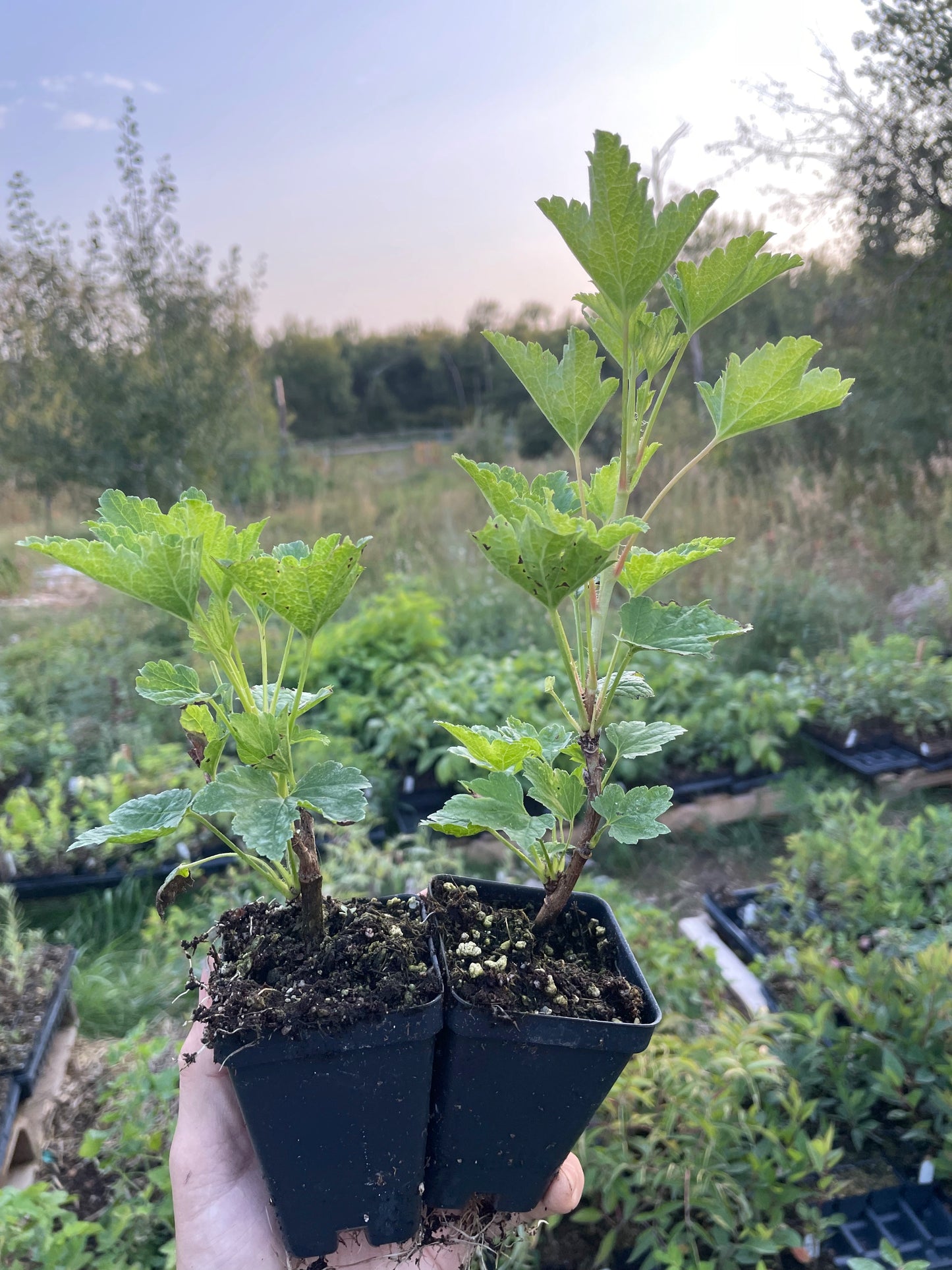 Gloire des Sablons Pink Currant (Ribes rubrum 'Gloire des Sablons')