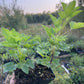 Gloire des Sablons Groseille Rose (Ribes rubrum 'Gloire des Sablons')