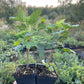 Black Reward Black Currant (Ribes nigrum 'Black Reward')
