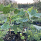 Black Reward Black Currant (Ribes nigrum 'Black Reward')