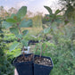 Yellow Siberian Crabapple Seedlings (Malus baccata)