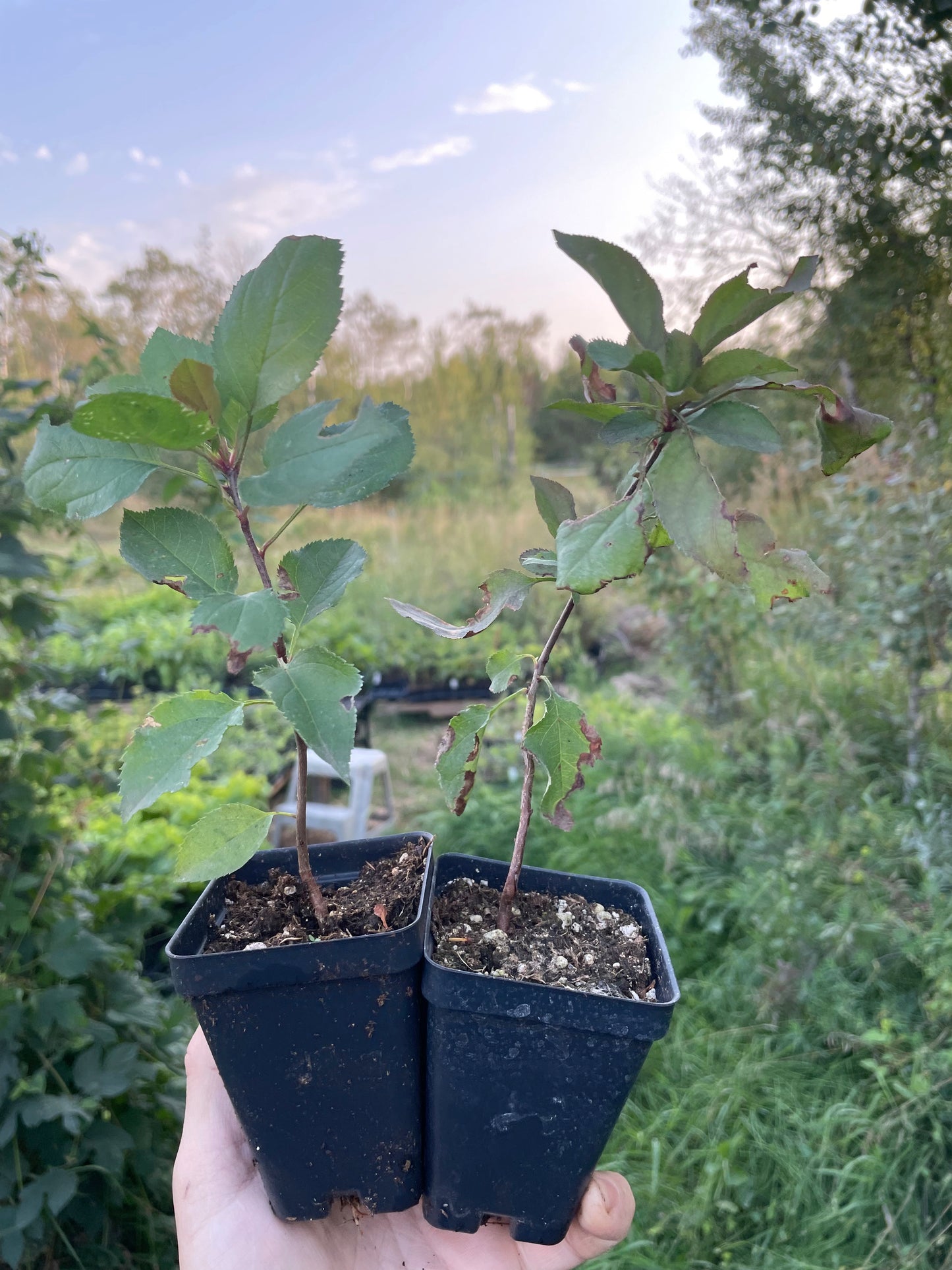 Yellow Siberian Crabapple Seedlings (Malus bacatta)