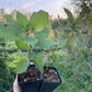 Yellow Siberian Crabapple Seedlings (Malus baccata)