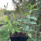 American Wild Plum (Prunus americana)