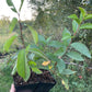 American Wild Plum (Prunus americana)