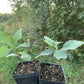 Bur Oak (Quercus macrocarpa)