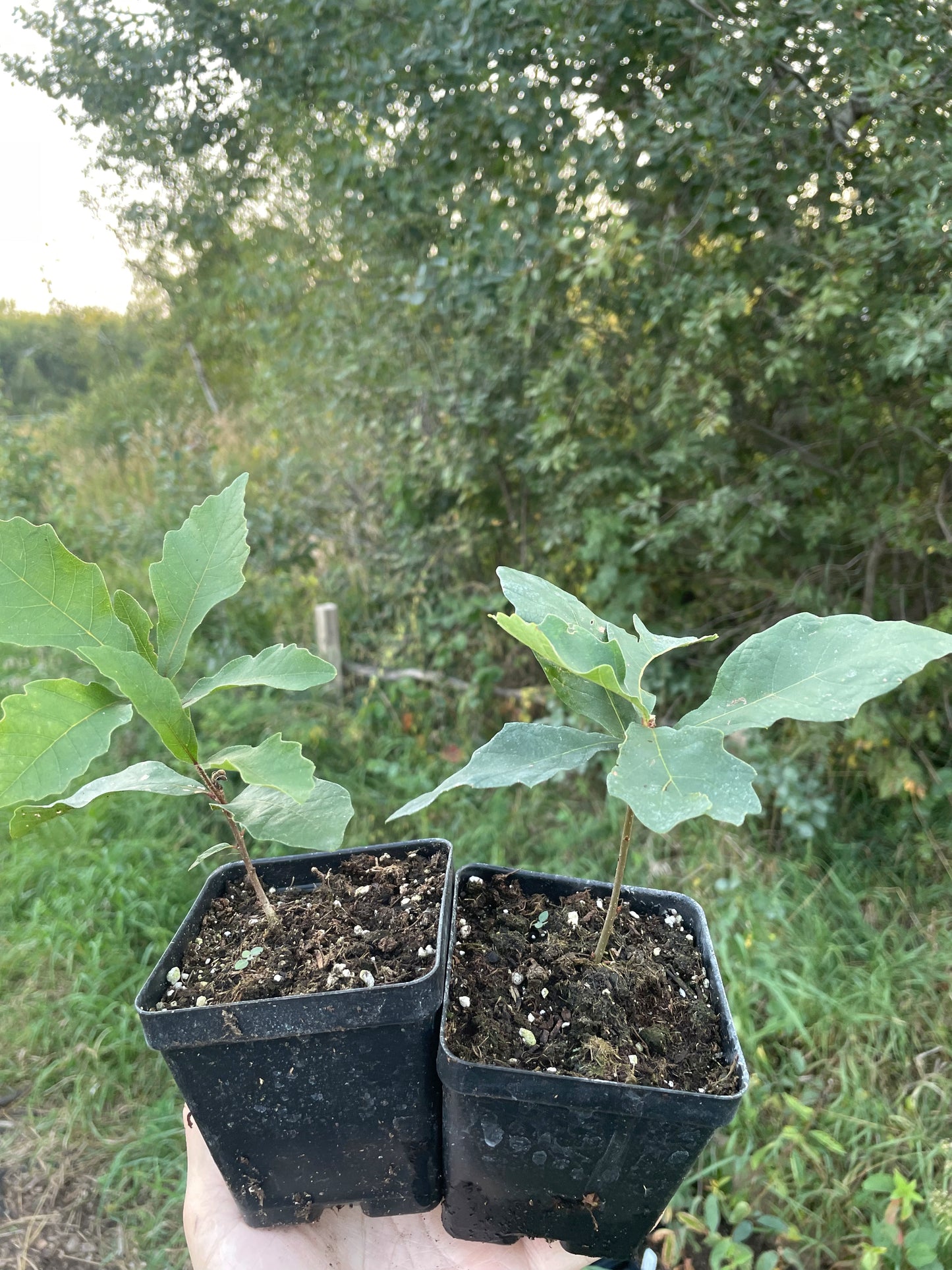 Chêne à gros fruits (Quercus macrocarpa)