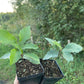 Bur Oak (Quercus macrocarpa)