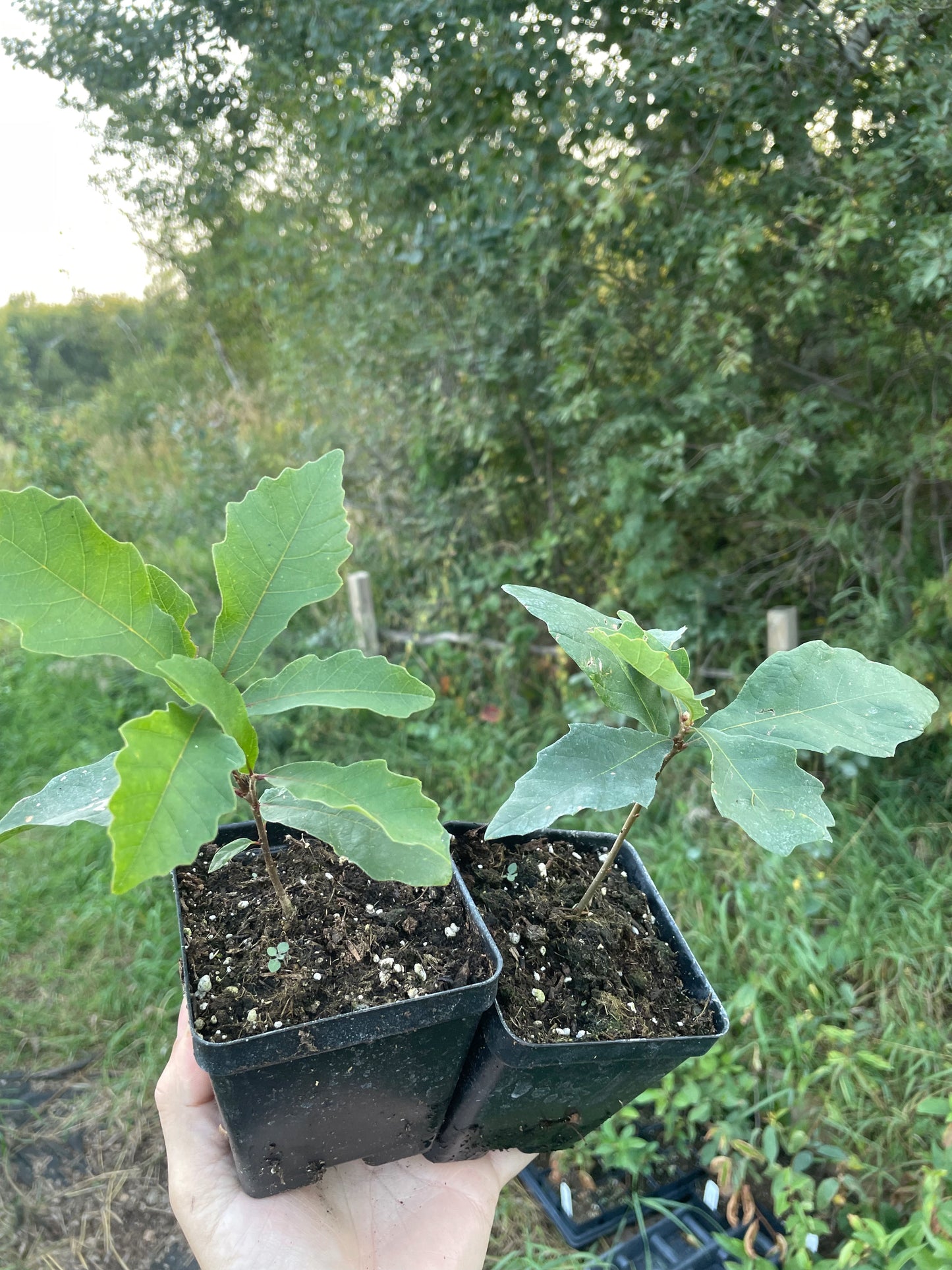 Chêne à gros fruits (Quercus macrocarpa)