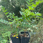 European Mountain Ash (Sorbus aucuparia)
