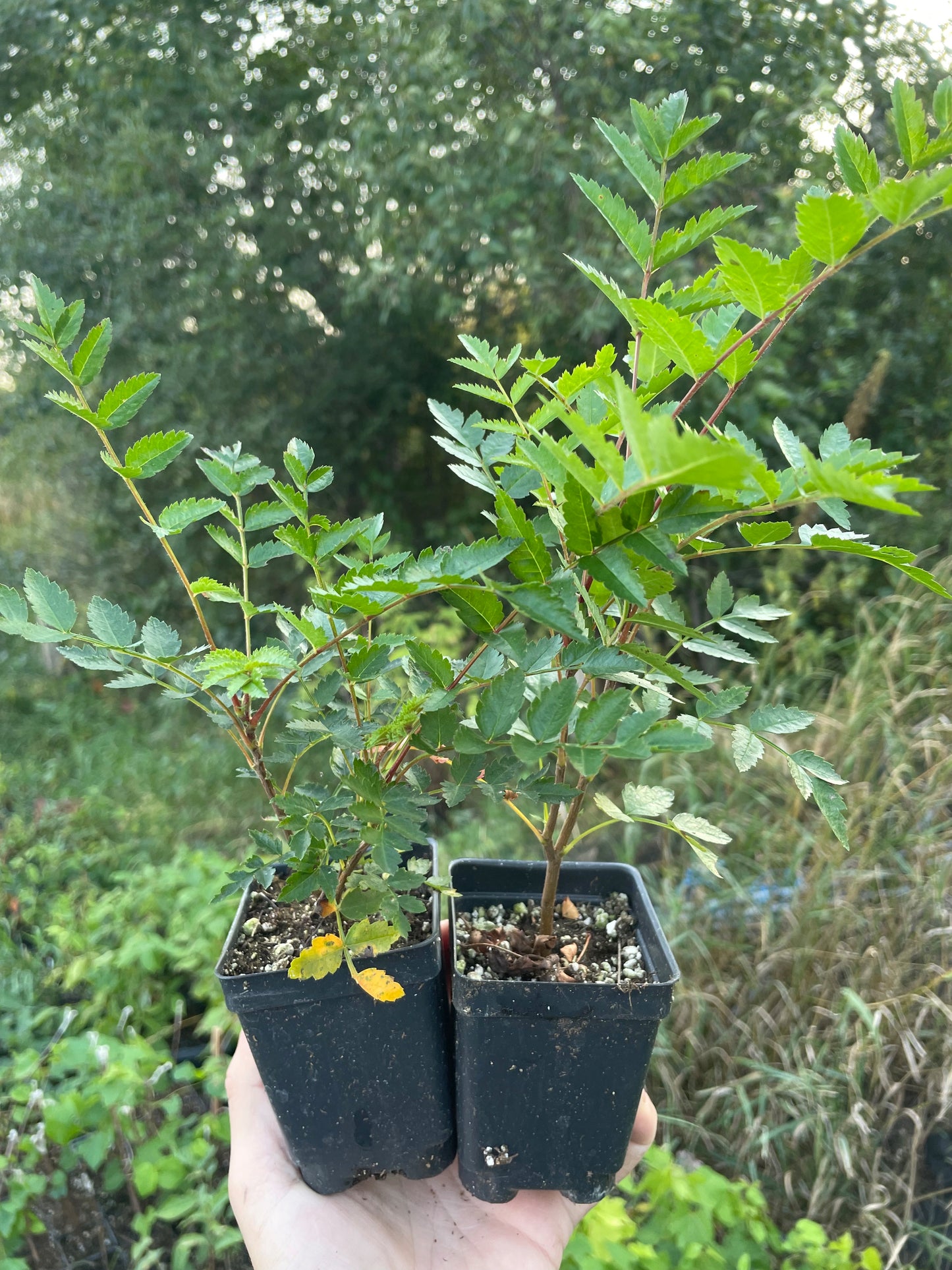 Sorbier européen (Sorbus aucuparia)