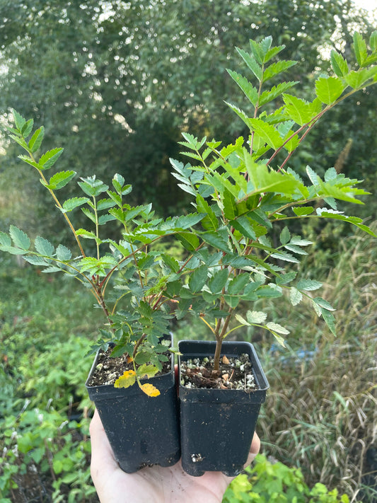 European Mountain Ash (Sorbus aucuparia)