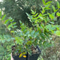European Mountain Ash (Sorbus aucuparia)