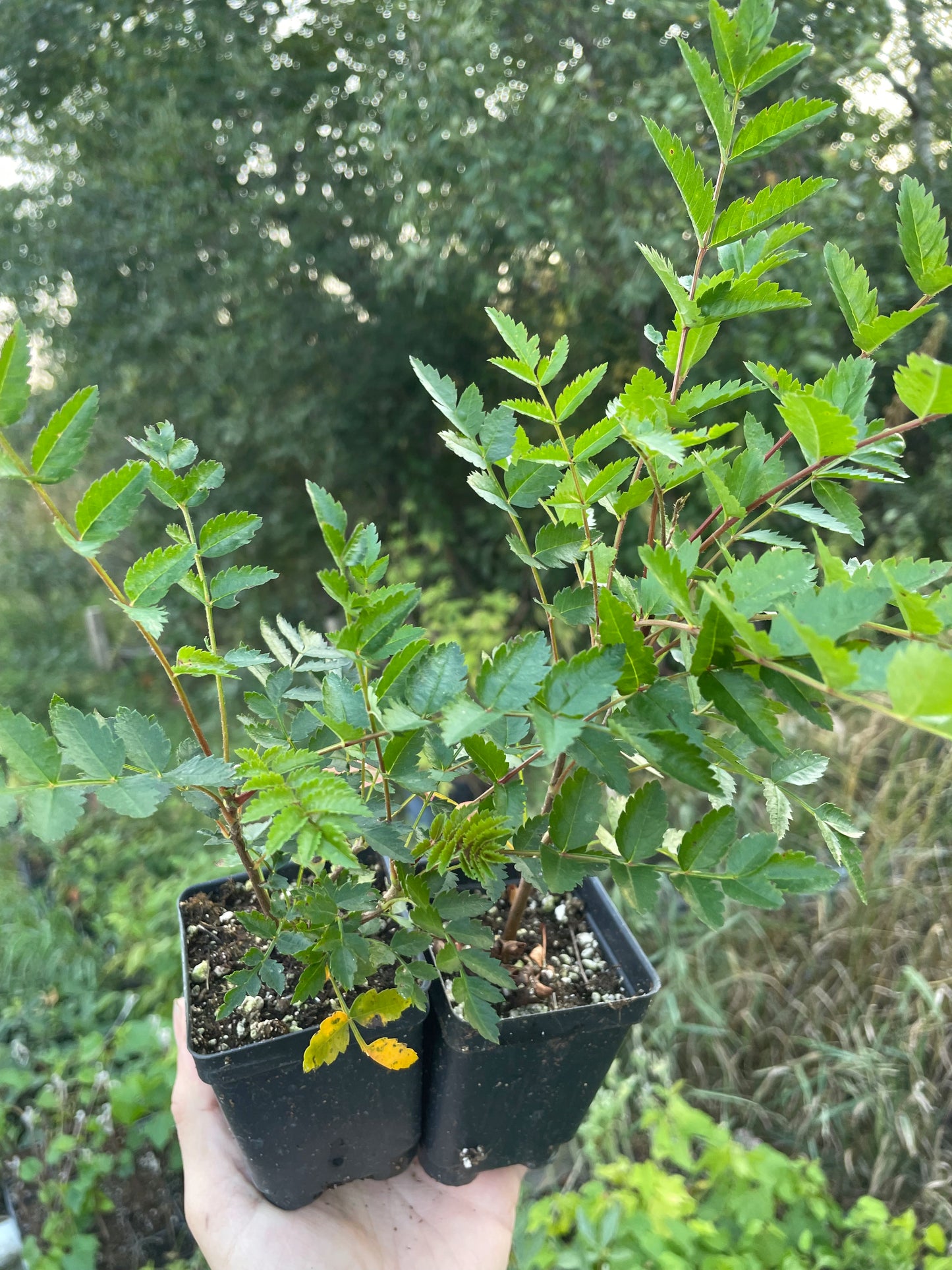 Sorbier européen (Sorbus aucuparia)