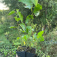 Tatarian White Mulberry (Morus alba var. tatarica)
