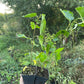 Tatarian White Mulberry (Morus alba var. tatarica)